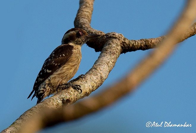 Brown-capped Pygmy Woodpecker - ML378523981