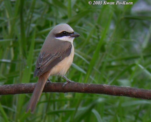 Brown Shrike (Philippine) - ML378523991