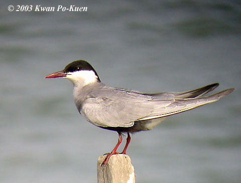 Whiskered Tern - ML378524181