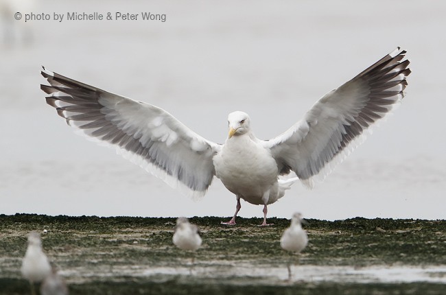 Slaty-backed Gull - ML378524581