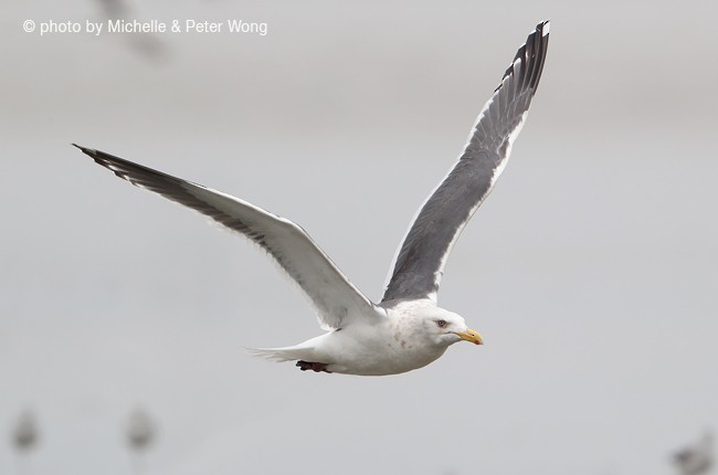 Slaty-backed Gull - ML378524591