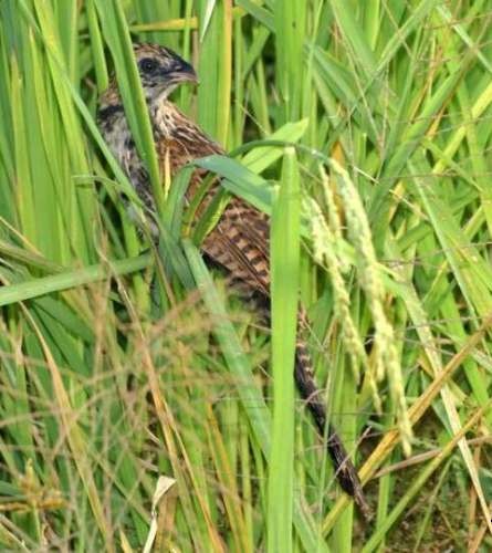 Lesser Coucal - ML378525171