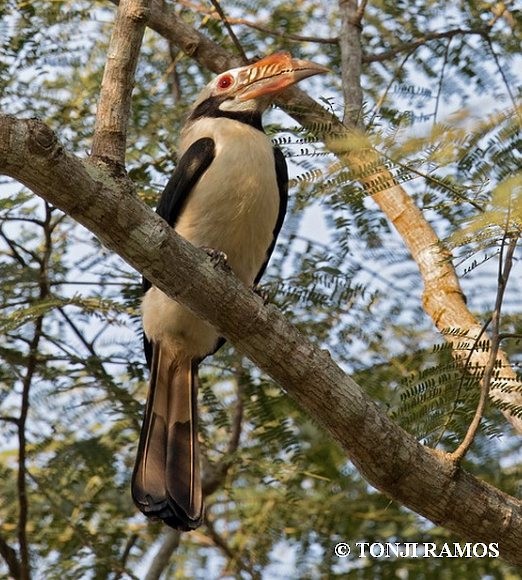 Mindoro Hornbill - ML378525301