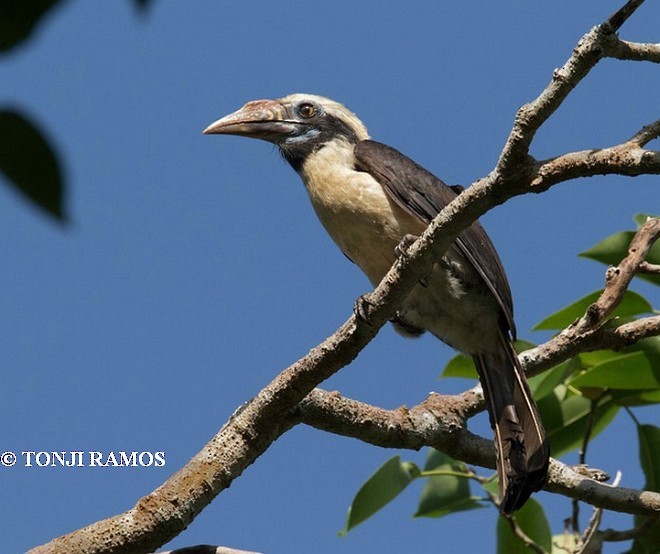 Cálao Chico de Mindoro - ML378525361