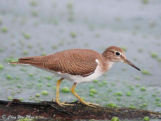 Common Sandpiper - Choy Wai Mun