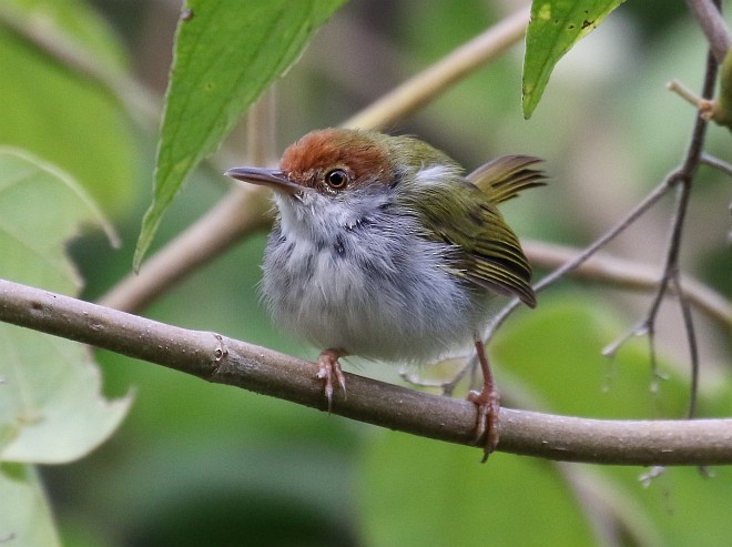 Dark-necked Tailorbird - ML378526161
