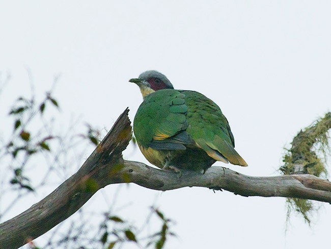 Red-eared Fruit-Dove (Red-eared) - Simon van der Meulen