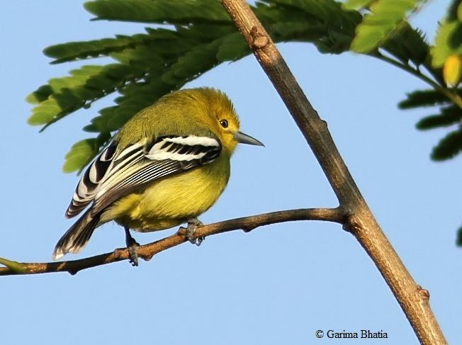 White-tailed Iora - Garima Bhatia