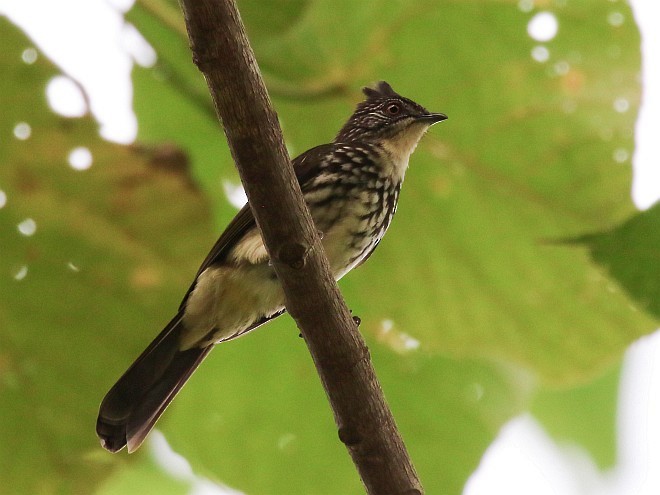 Cream-striped Bulbul - ML378527261