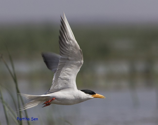 River Tern - ML378527501