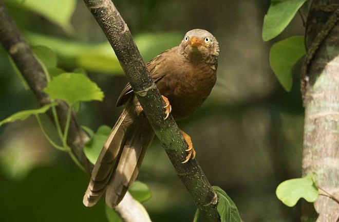 Orange-billed Babbler - ML378527921