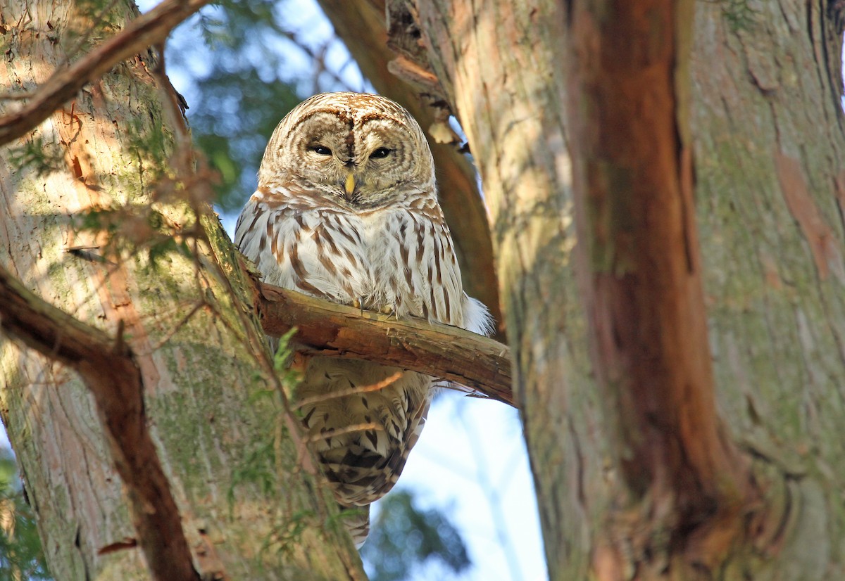 Barred Owl - ML37852811