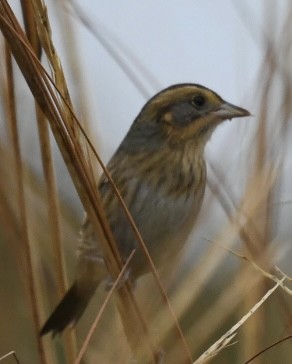 Nelson's/Saltmarsh Sparrow (Sharp-tailed Sparrow) - ML378528251