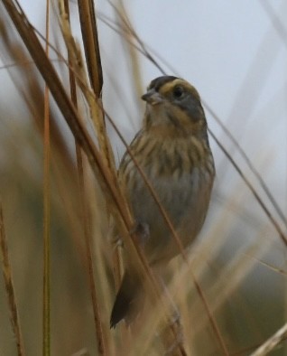 Nelson's/Saltmarsh Sparrow (Sharp-tailed Sparrow) - ML378528261