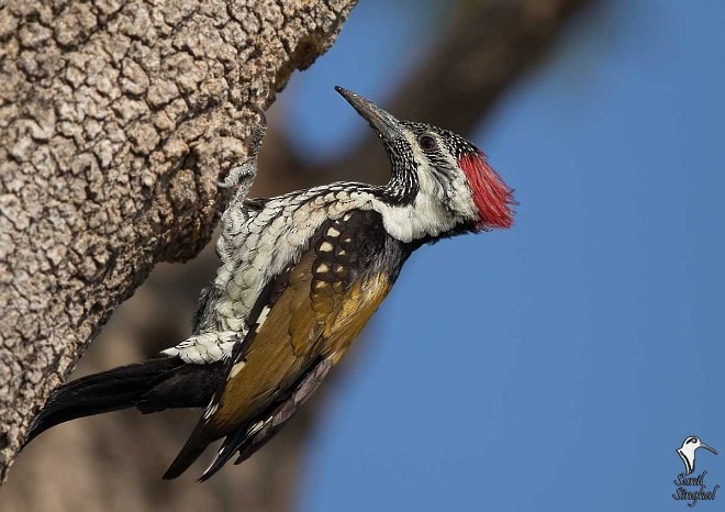 Black-rumped Flameback - ML378529081