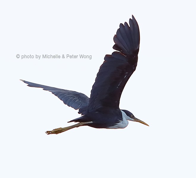 Pied Heron - Michelle & Peter Wong