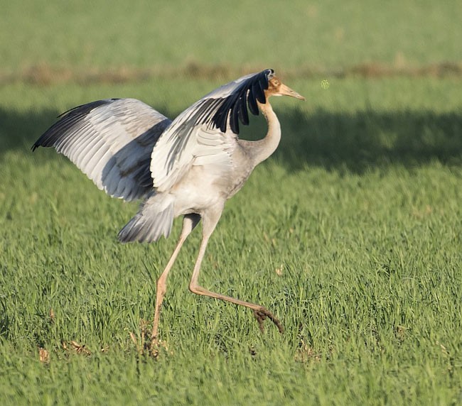 Sarus Crane - ML378529331