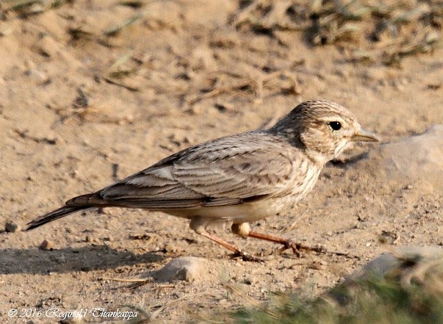 Sand Lark - ML378530261