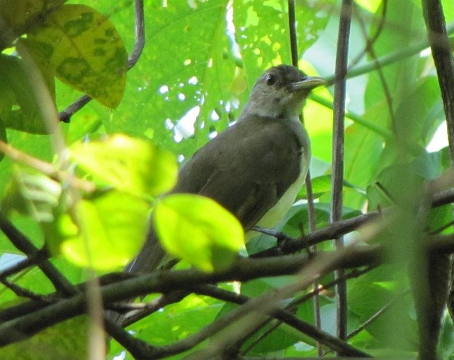 Nicobar Bulbul - AP Zaibin