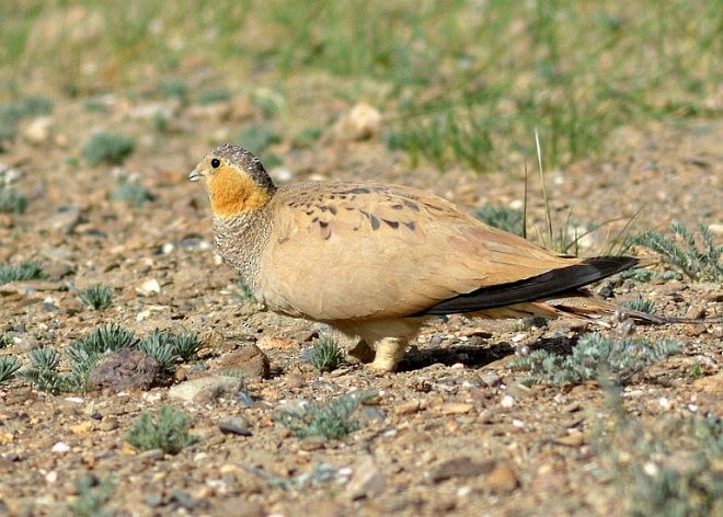 Tibetan Sandgrouse - ML378530491