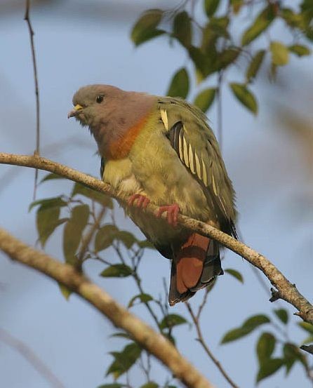 Pink-necked Green-Pigeon - Ian Merrill