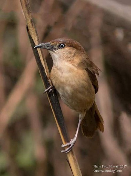 Slender-billed Babbler - ML378531421