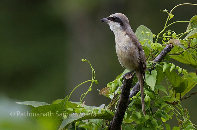 Brown Shrike (Philippine) - Pathmanath Samaraweera