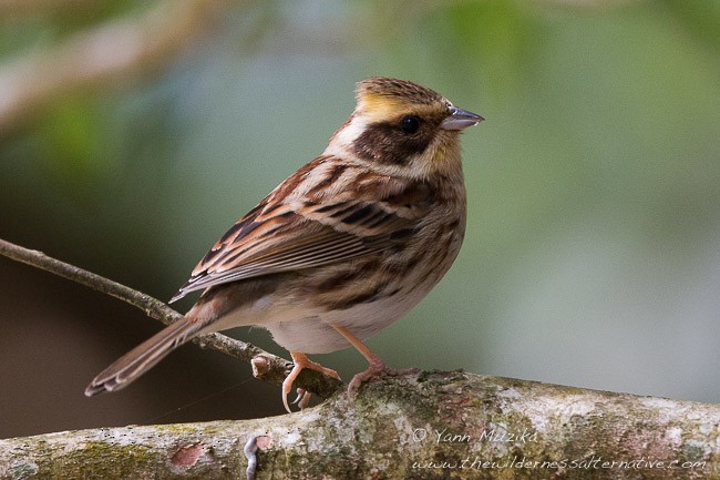 Yellow-throated Bunting - ML378532101
