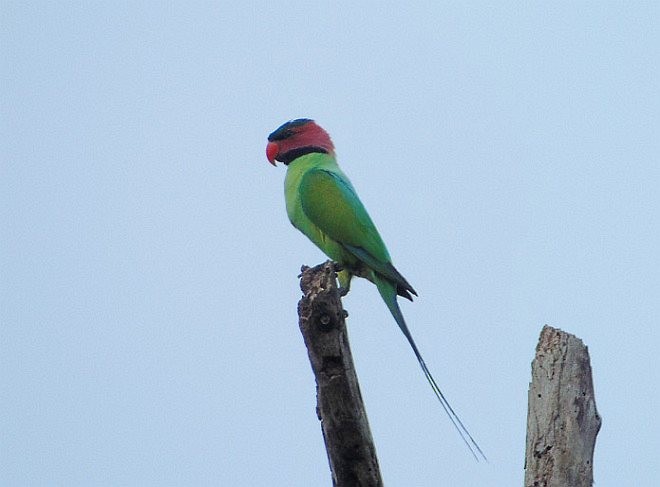 Uzun Kuyruklu Yeşil Papağan (longicauda/defontainei) - ML378532191