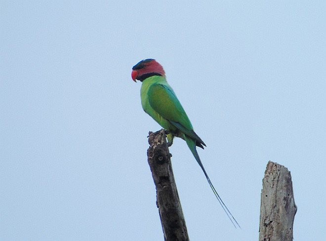 Long-tailed Parakeet (Long-tailed) - ML378532191