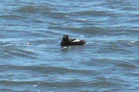 Black Guillemot - ML37853281