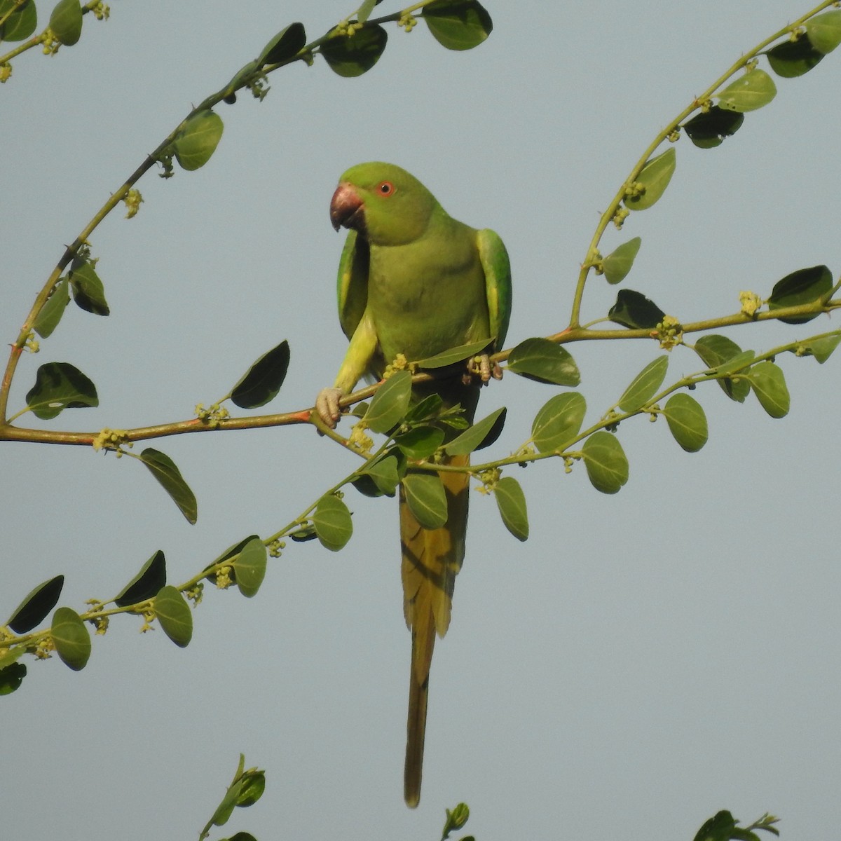 Rose-ringed Parakeet - ML378533641