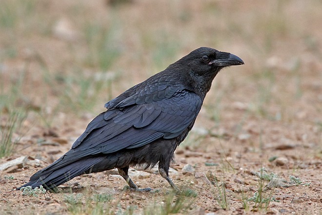 Common Raven - ML378534571