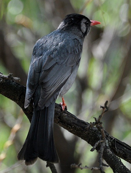 シロガシラクロヒヨドリ（psaroides グループ） - ML378534821