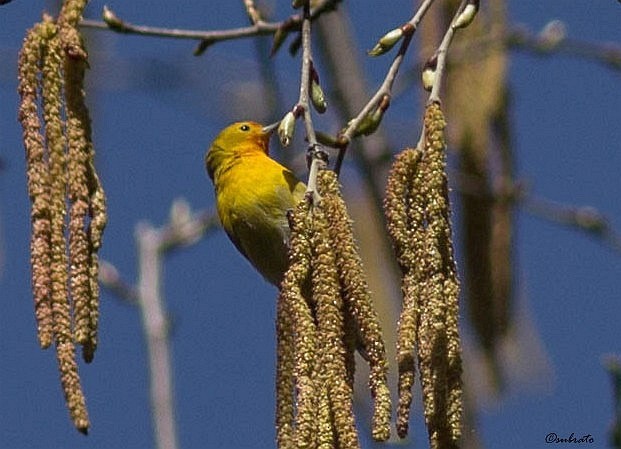 Mésange tête-de-feu - ML378535351