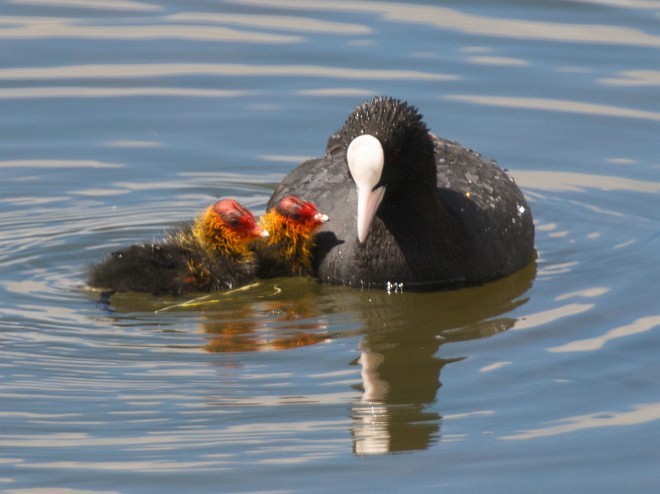 Eurasian Coot - ML378535811