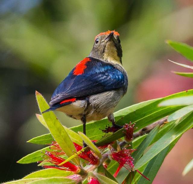 Scarlet-backed Flowerpecker - ML378535961