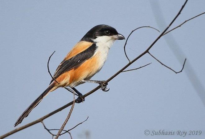 Long-tailed Shrike (tricolor/longicaudatus) - ML378536251