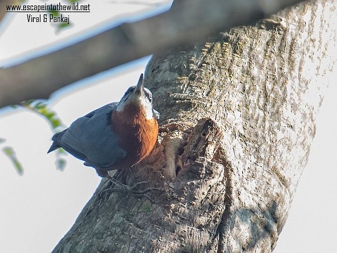 Chestnut-bellied Nuthatch - Pankaj Maheria