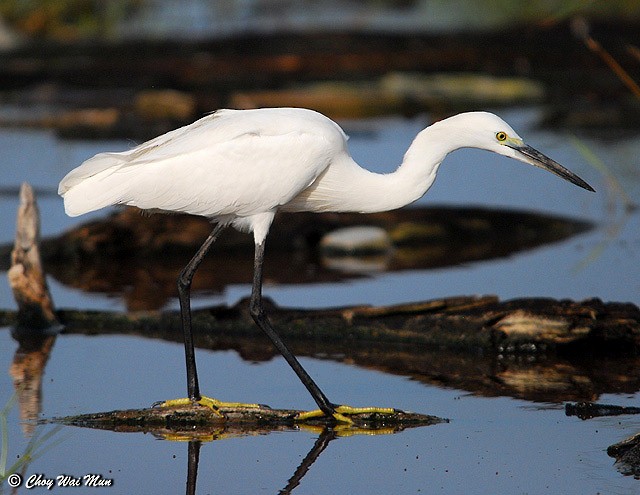 Little Egret (Western) - ML378537261