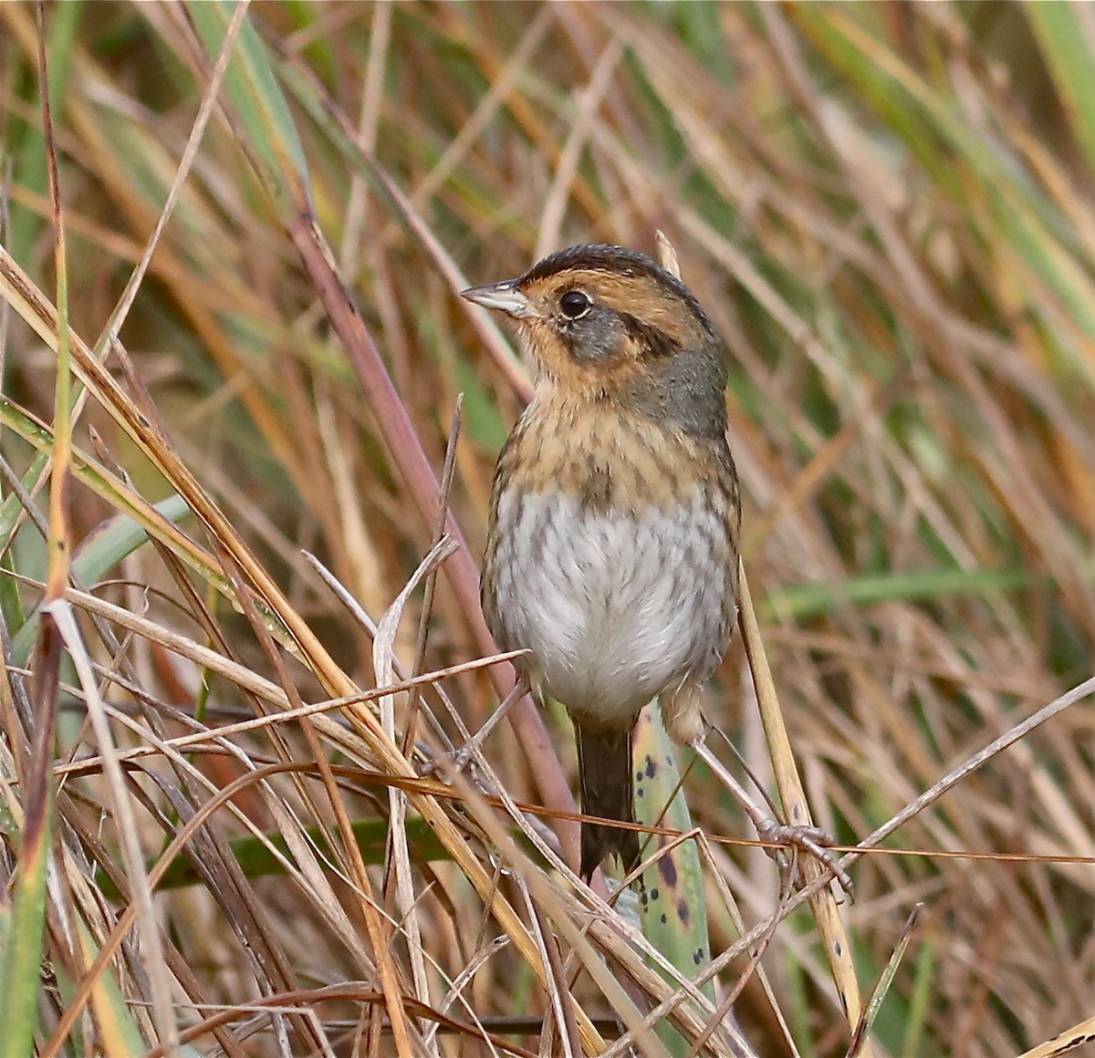 Nelson's Sparrow - ML378537271