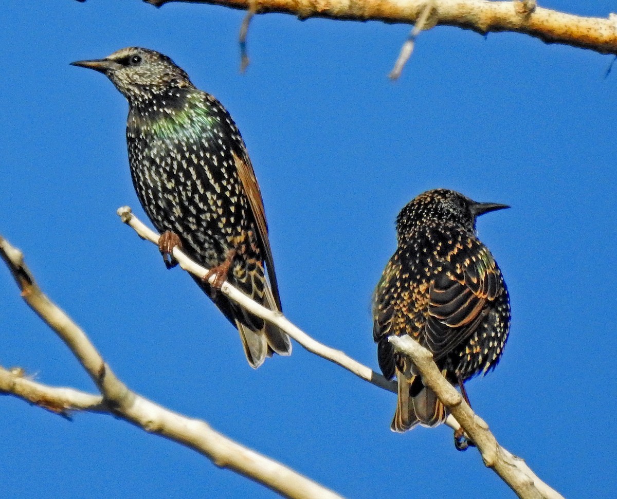 European Starling - ML378537341