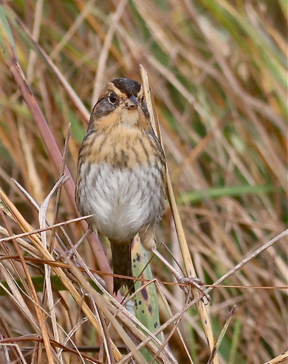 Nelson's Sparrow - ML378537381