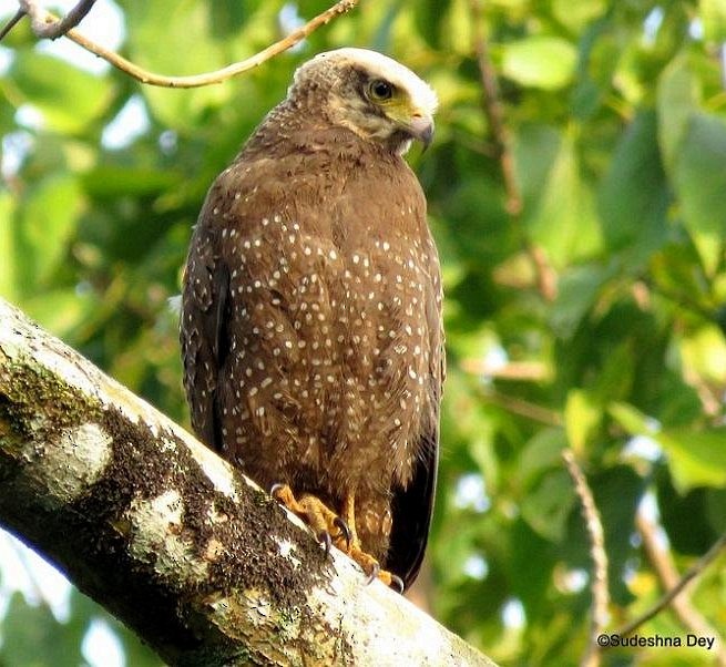 Crested Serpent-Eagle (Andaman) - ML378537791