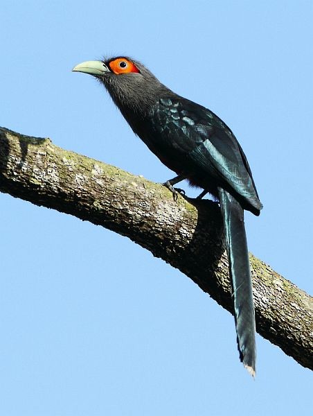 Chestnut-bellied Malkoha - ML378537901