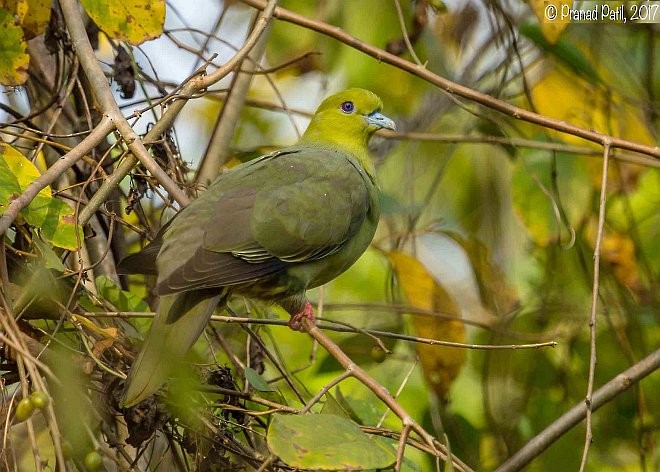 Wedge-tailed Green-Pigeon - ML378539331