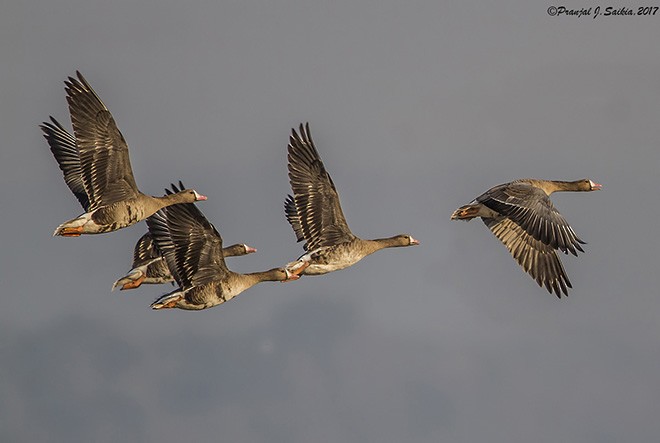 Greater White-fronted Goose - Pranjal J. Saikia