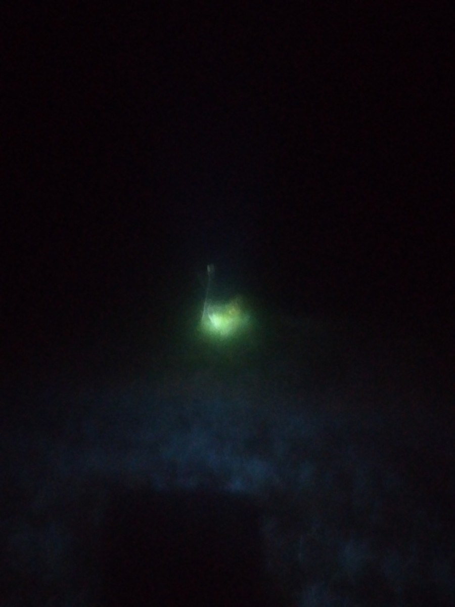 Striped Owl - ML378539801