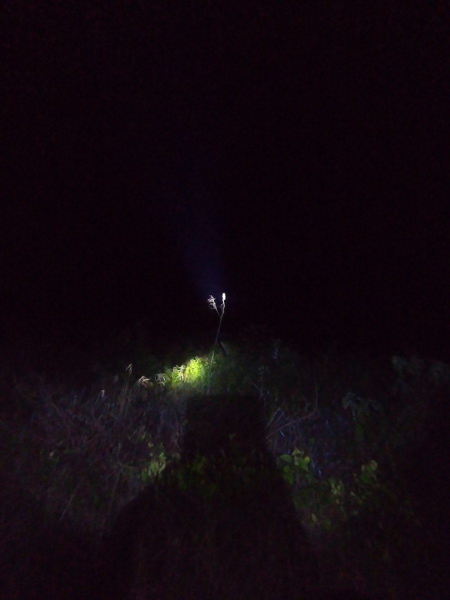 Striped Owl - ML378539811