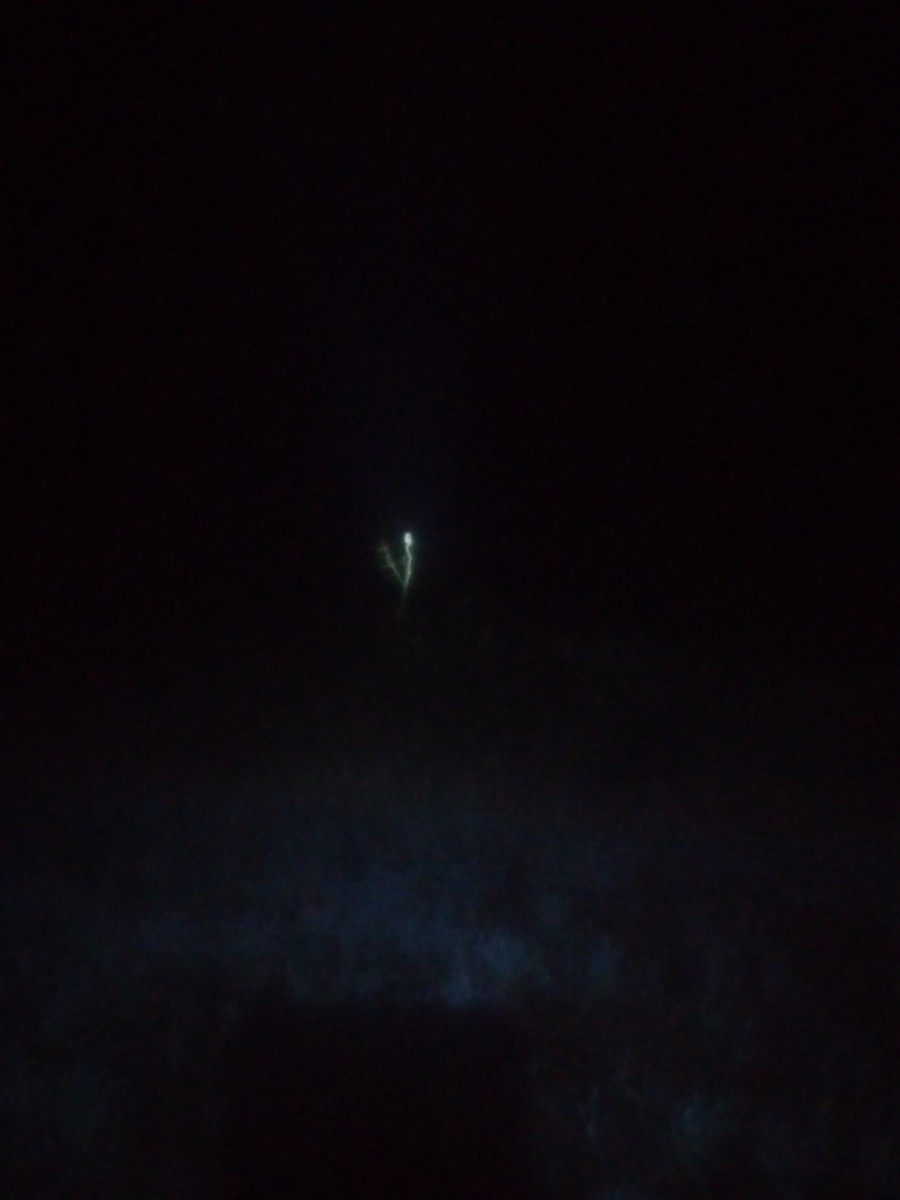 Striped Owl - ML378539831